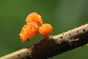 Nature Outdoor Plant