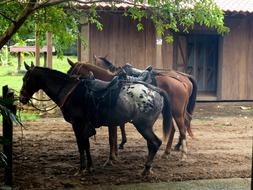 Horses Horseback Riding Saddle