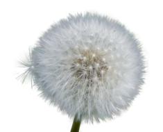 Dandelion Isolated Seeds Close