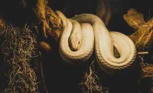 White Snake Reptile