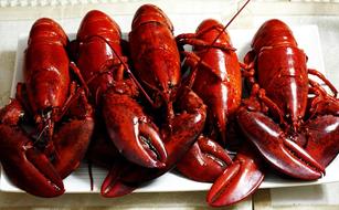 delicious fresh lobsters