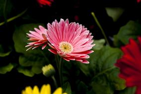 Beautiful Flower Plant