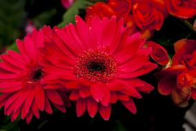 Flower Foreground Nature Plant