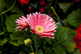 Beauty Flower Nature