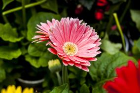 The Most Beautiful Flower