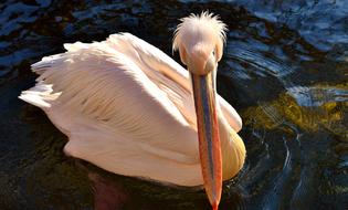 Pelikan Bird Bill