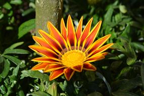 Flower Blossom Bloom Yellow