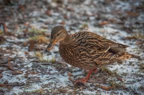 Mallard Sadek Plumage