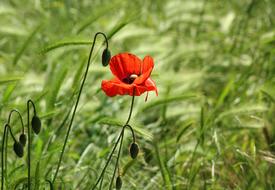 Poppy Wildflowers Field