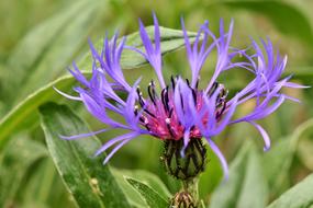 Alpine Cornflower Centaurea