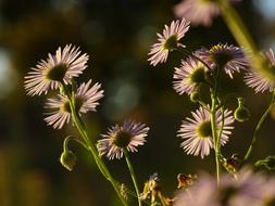 Daisy Flower Daisies