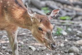 Roe Deer Fence Wild
