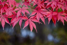 Autumn Leaves Red