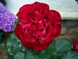 red purple green flower