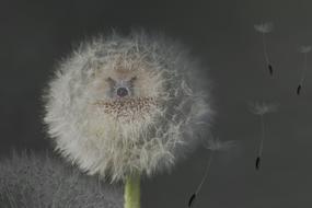 Dandelion Nature Seeds