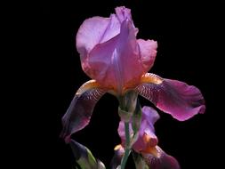 Bearded Iris Red Flower Purple