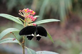 Nature Insect Butterfly