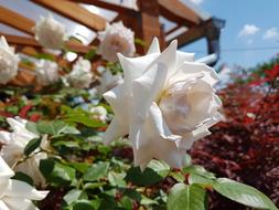Rose White Flower