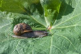 Snail Leaf Nature
