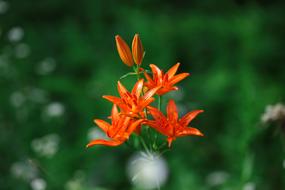 orange flowers on the stem