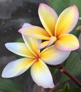 Flower Frangipani Plumeria