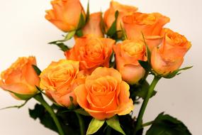 Roses Flowers Blossom