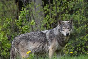 Nature Wildlife Mammal