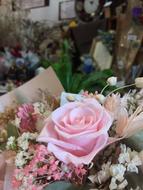 Flower Plants