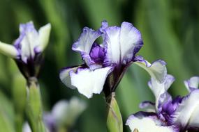 Iris Flower Spring Flowers