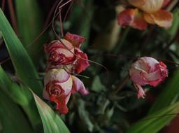 Roses Flowers Withered