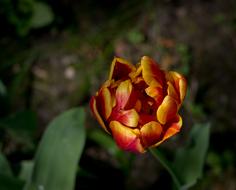 Flower Blossom Bloom