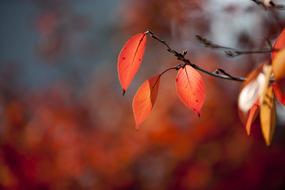 orange leaves on a branch
