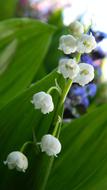 Lily Of The Valley White Flower