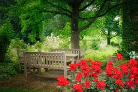 Flower Garden Nature