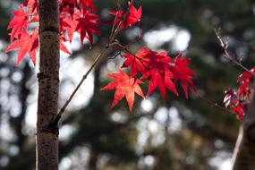Autumn Leaves