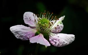 Flower Blackberry Nature