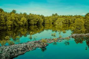 Nature Tree Water