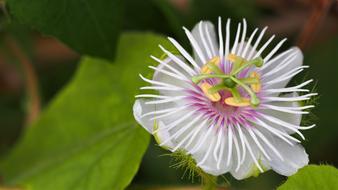 Nature Flora Flower