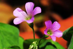 Shamrock Hong Kong Clover Wild