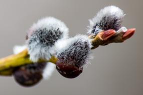 Willow Catkin Salicaceae Core