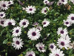 Purple Flowers nature macro blur