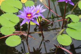 Plant Nature Flower