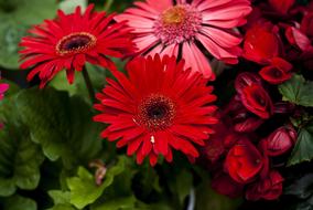 Beauty Flower Plant