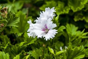 White Flower Plant Nature