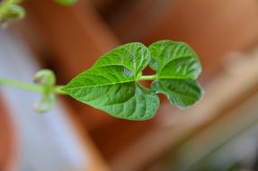 Bean Leaf