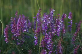 Clover Spring Flowers