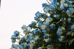 Rose Festival Garden