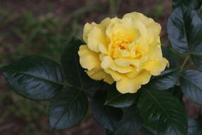beautiful yellow flowers are gorgeous.