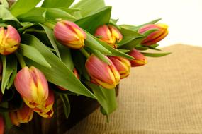 Bouquet Tulip Tulips