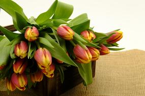 Bouquet Tulip Tulips